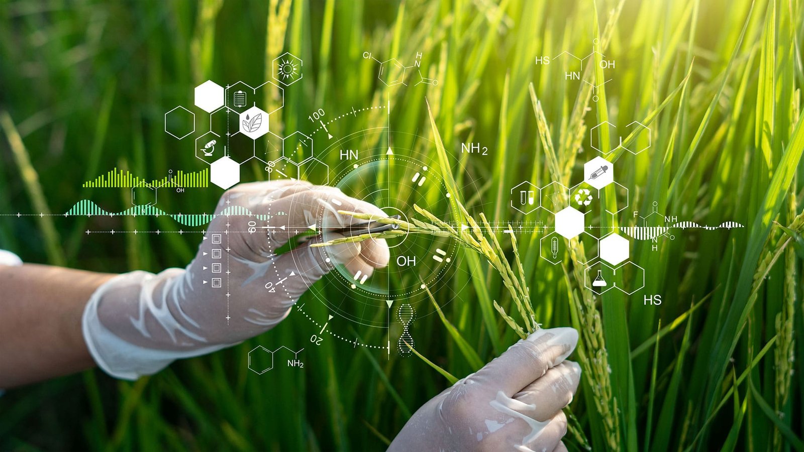 Precision breeding in the UK