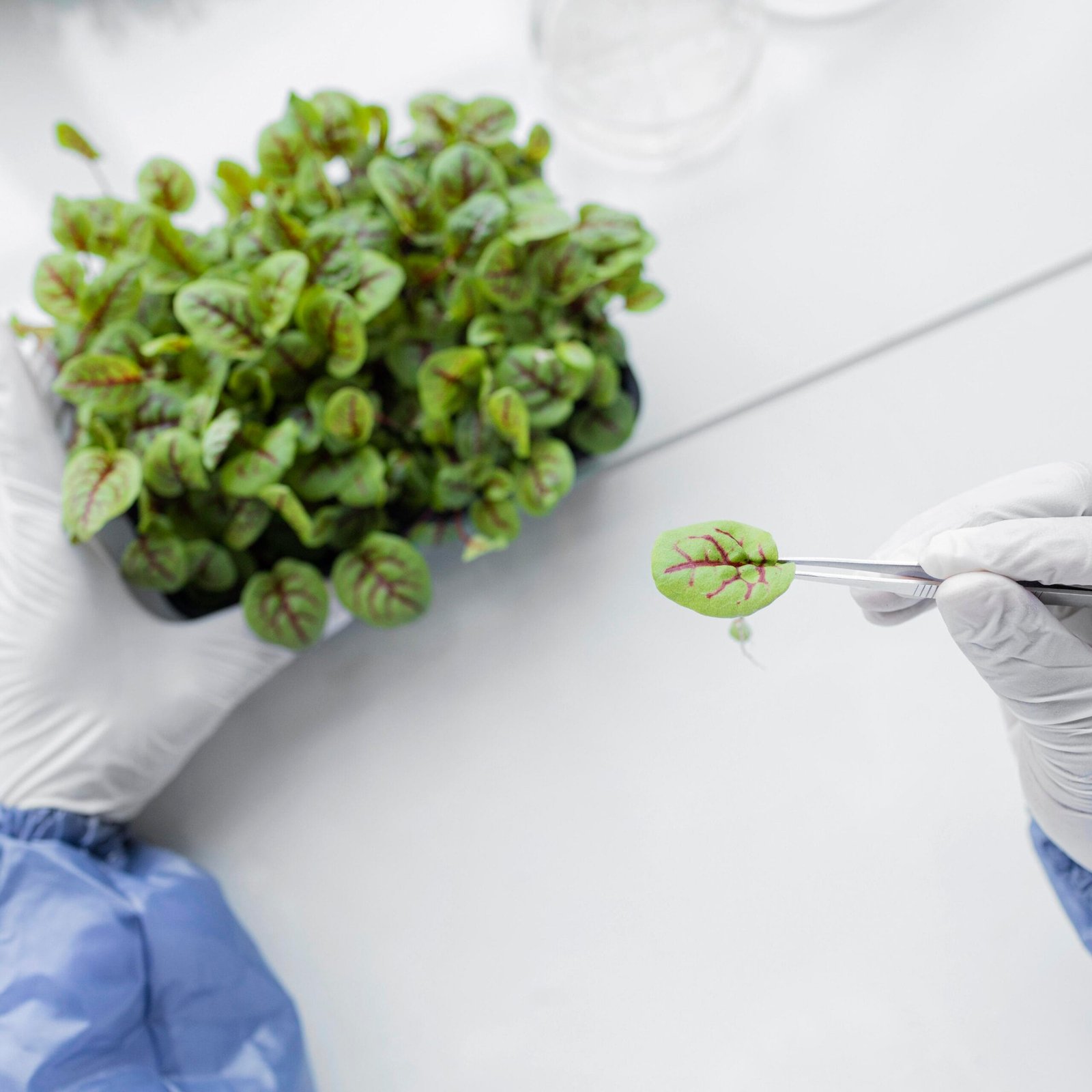 Will UK's Precision-Breeding Regulation Thrive or Falter