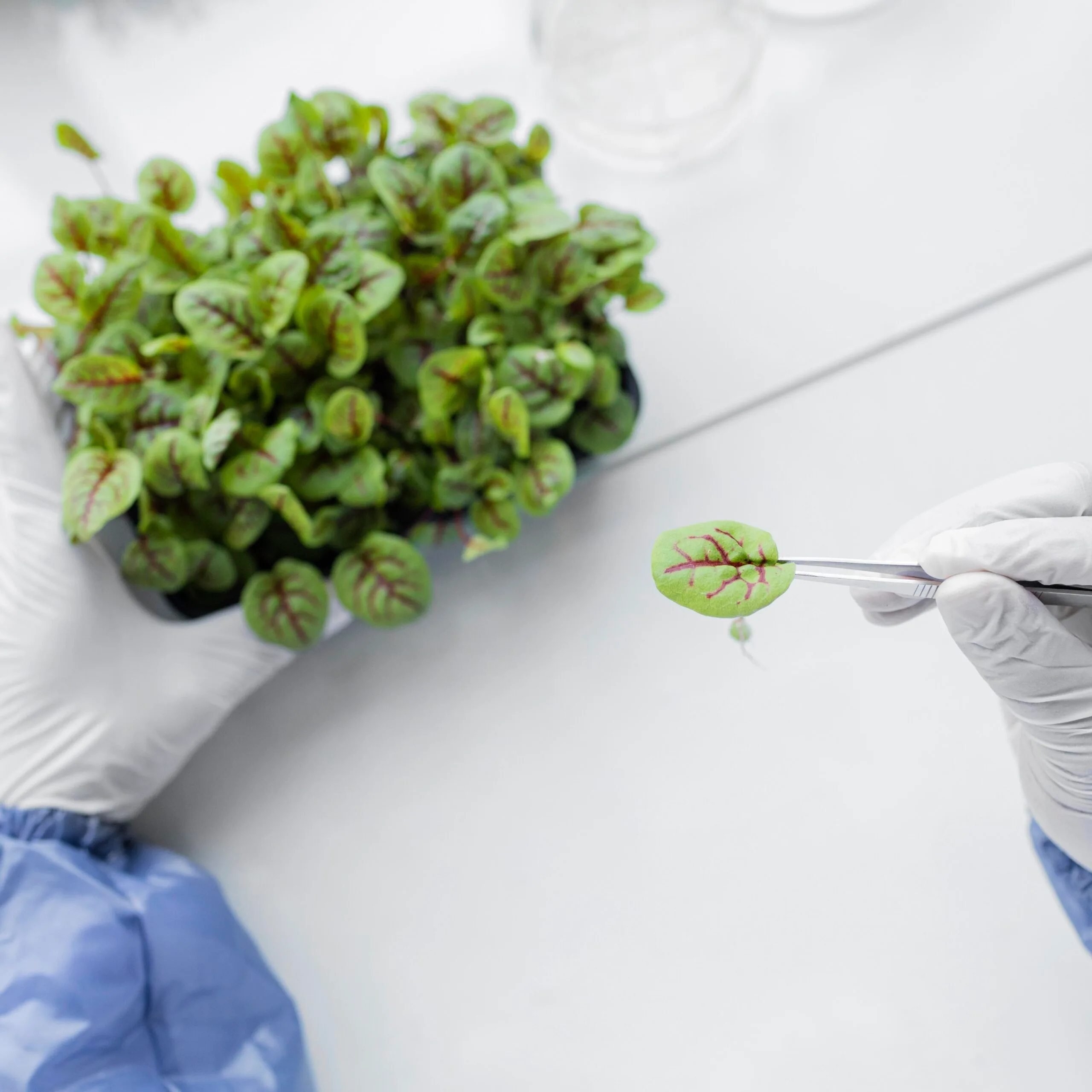 Will UK's Precision-Breeding Regulation Thrive or Falter